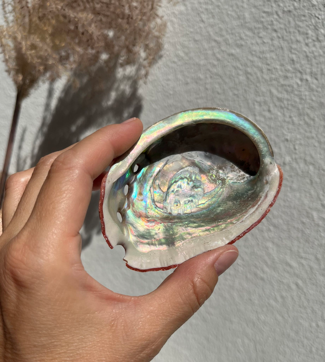 Abalone Muschel - Räucherschale