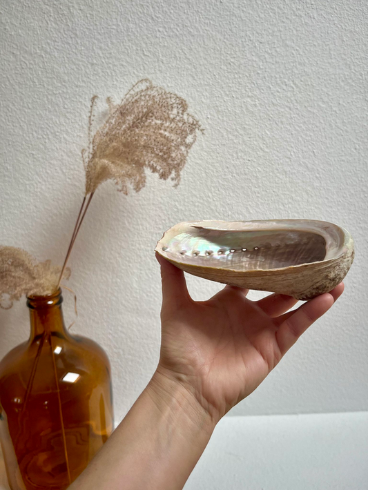 Abalone Muschel - Räucherschale