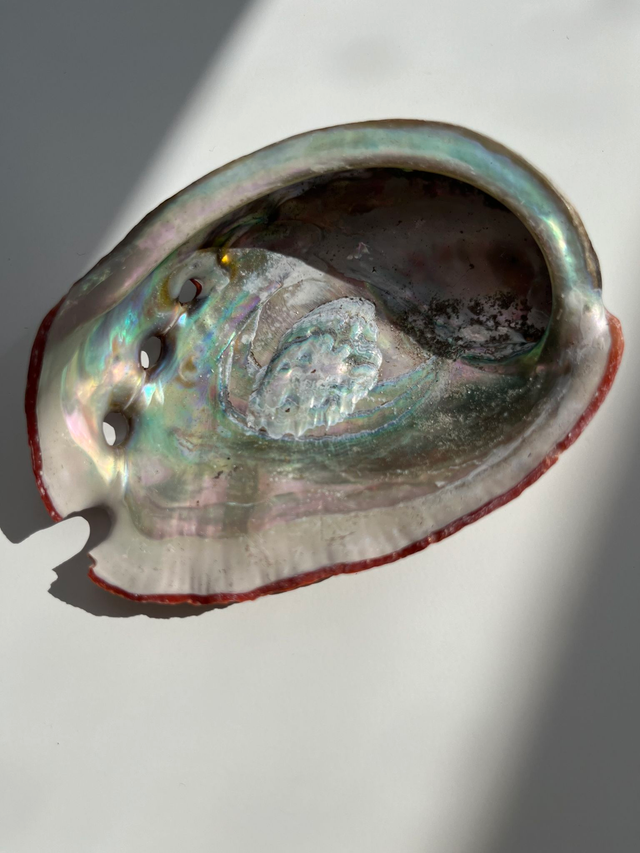Abalone Muschel - Räucherschale