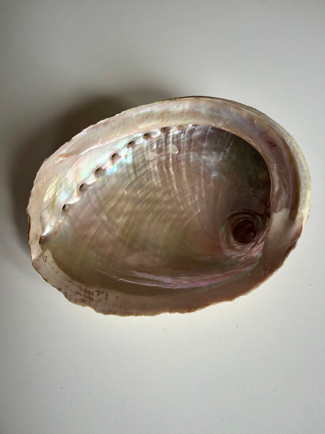 Abalone Muschel - Räucherschale